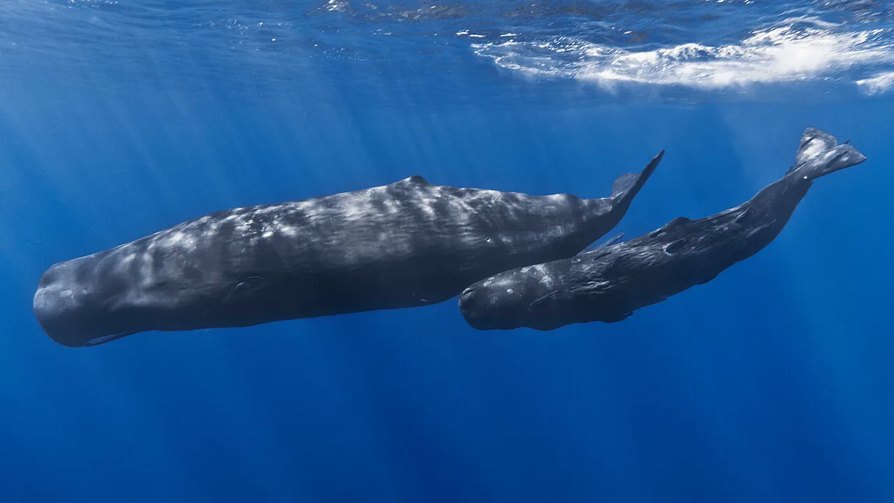 İspermeçet balinasının kafası hem sonar hem koçbaşı: Moby Dick'in bilimi