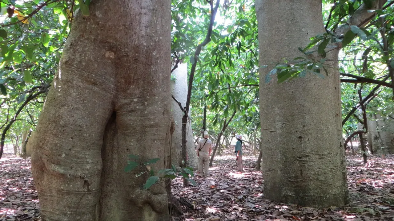 Madagaskar’da Yeni Baobab Türü: Adansonia bozy Genetik Analizle Ortaya Çıktı