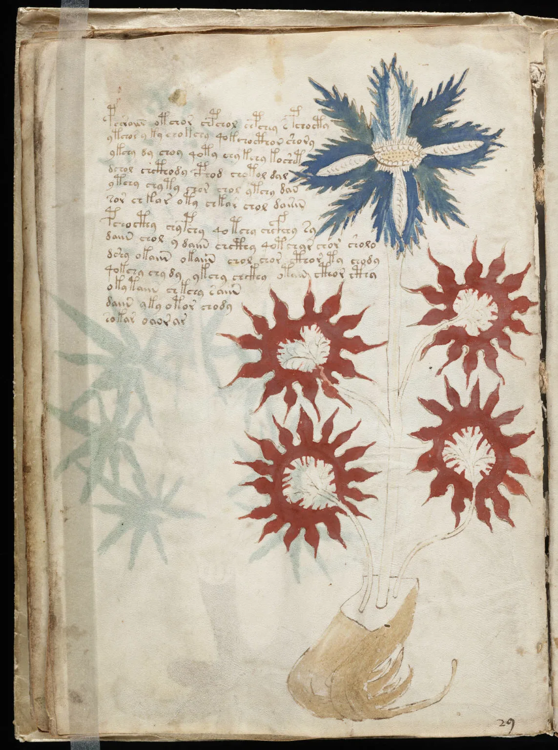 Voynich elyazması neden okunamıyor? Sayfaları yanlış sırayla ciltlenmiş olabilir