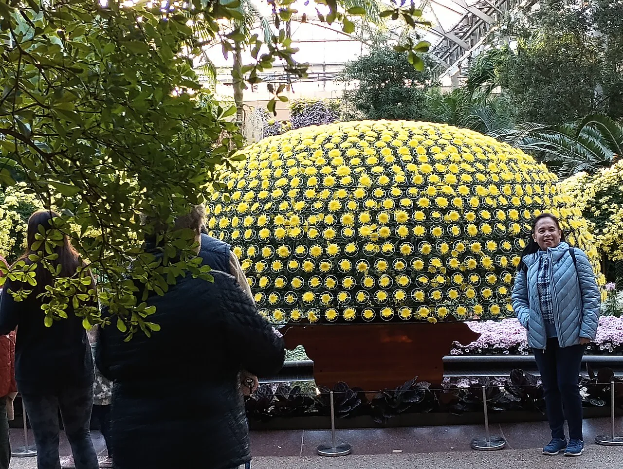 Longwood Gardens'ın 2025 krizantem sergisinde tek bitkiden yetiştirilen sarı çiçekli kubbe