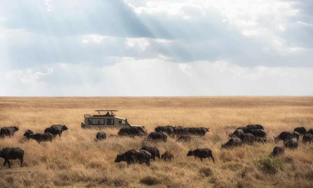 Berlinale 2026 Discovery Bölümünde Afrika’nın Bilim‑Kurgu Parıltısı