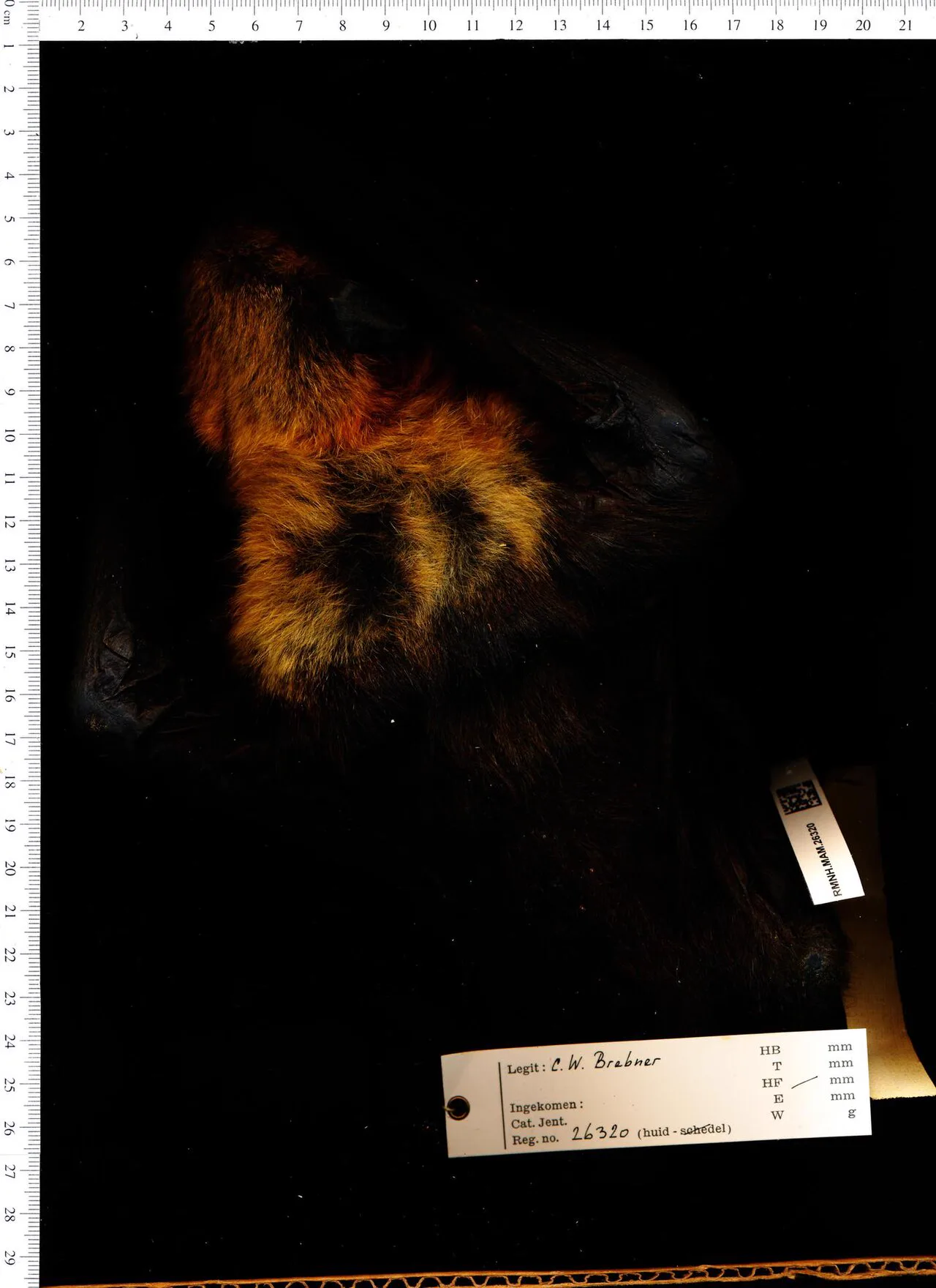 Hollanda'daki Naturalis Biyoçeşitlilik Merkezi koleksiyonunda saklanan bir Madagaskar uçan tilkisi postu
