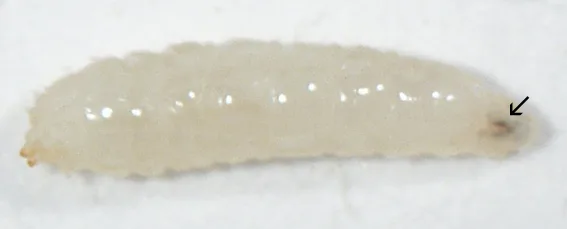Meyve sineğinin ikinci evre larvası; ok ağız parçalarını gösteriyor