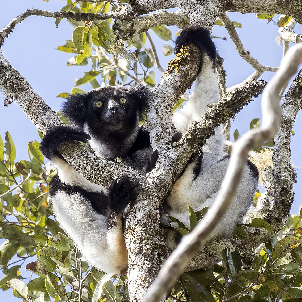 Indri, Madagaskar yağmur ormanlarında ağaç gövdesine tutunmuş halde