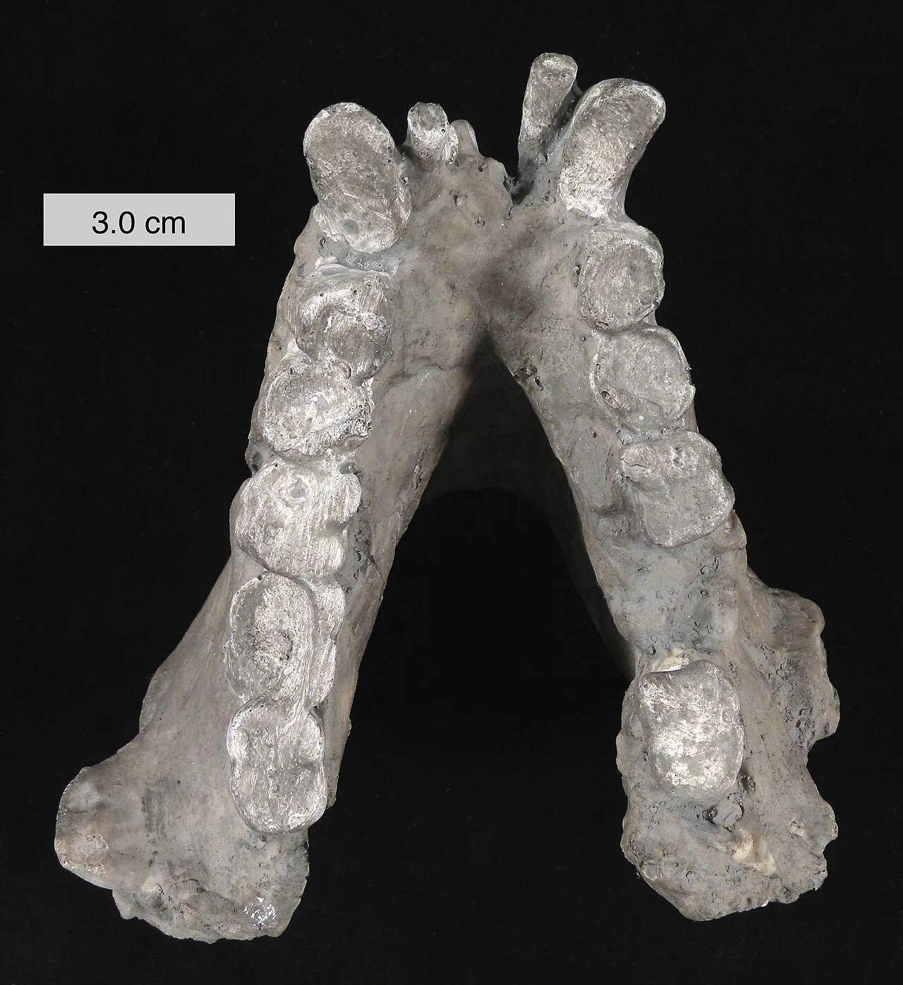 Gigantopithecus blacki alt çenesinin bir kopyası; hayvan hakkındaki bilgilerin çoğu böyle çene ve diş fosillerinden geliyor
