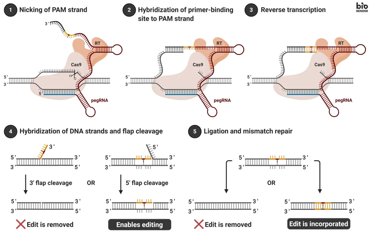 Prime editing mekanizmasının adım adım şeması: Cas9-ters transkriptaz füzyonu ve rehber RNA'daki şablonun DNA'ya kopyalanması