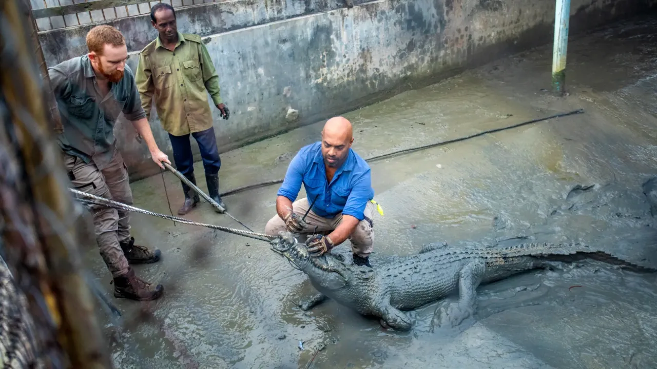 Sundarbans’ta Yetiştirilen Yetişkin Timsahlar Doğaya Uyum Sağladı, Geri Dönüş İçgüdüsü Azaldı