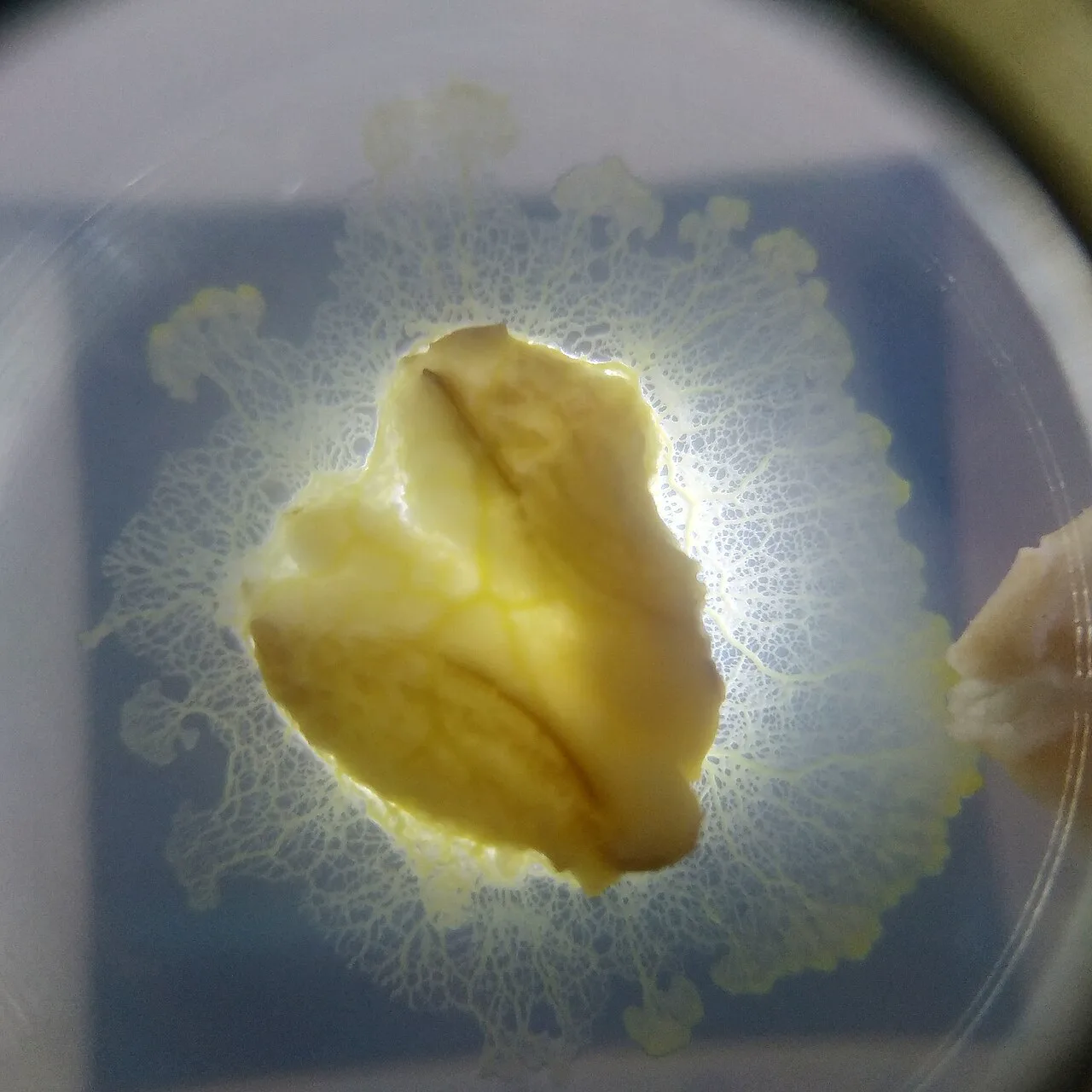 Petri kabında yayılmış sarı renkli Physarum polycephalum plazmodyumu