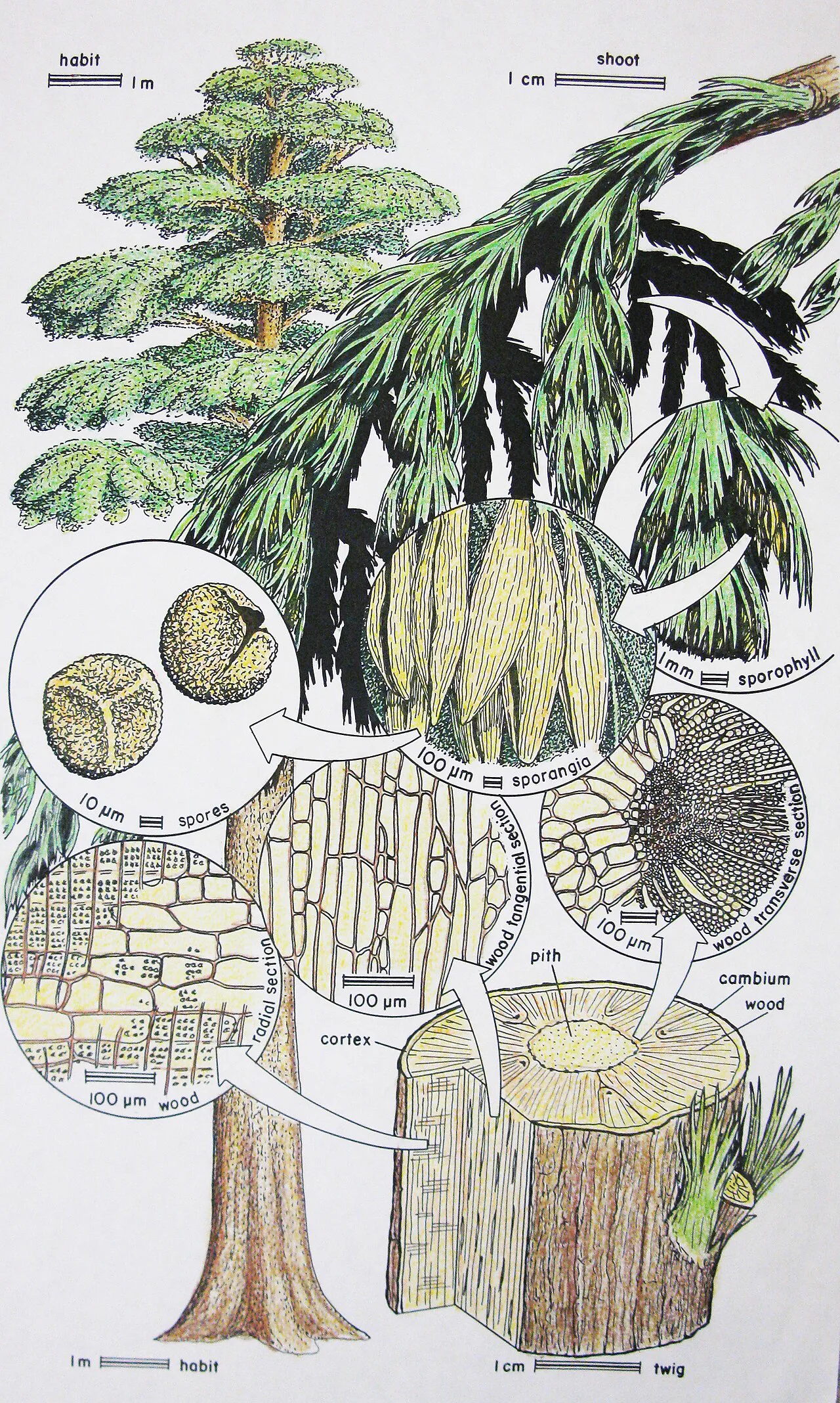 New York'taki Catskill Dağları fosillerine dayanan Archaeopteris macilenta canlandırması