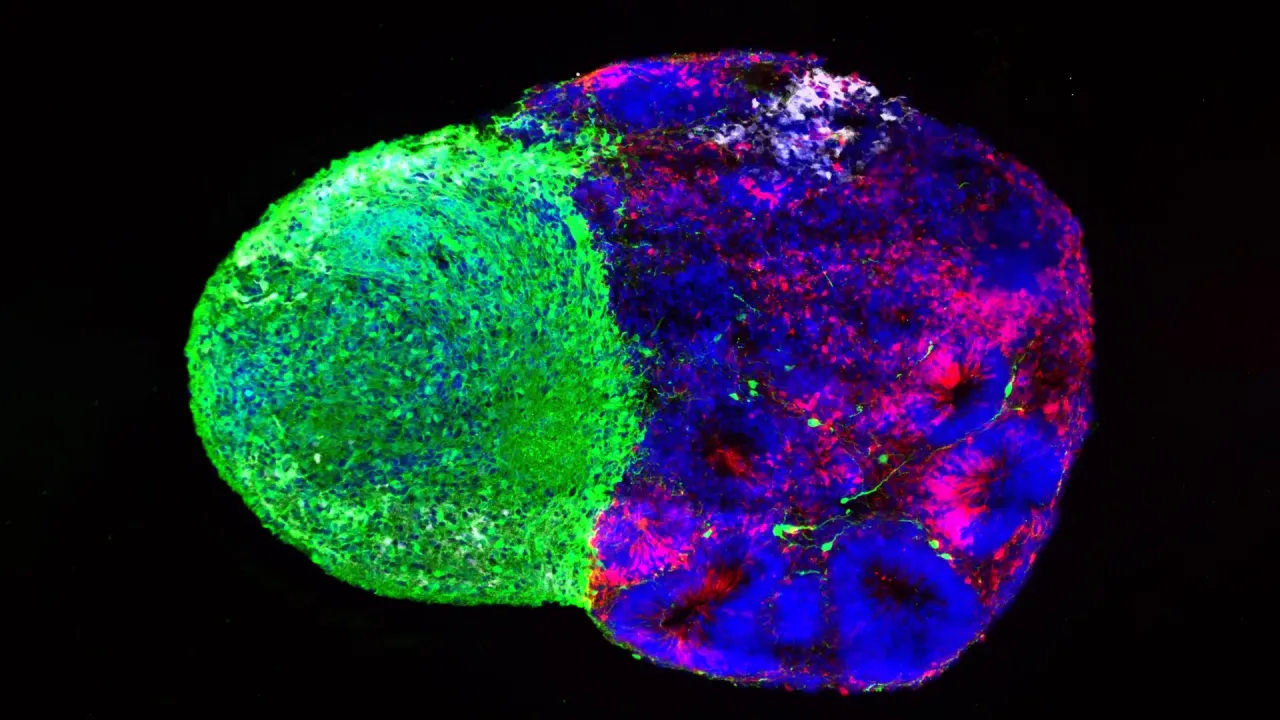 UCLA Araştırması: Radial Glia Hücreleri Metabolizma ve Talamik Sinyallerle Beyin Gelişimini Şekillendiriyor