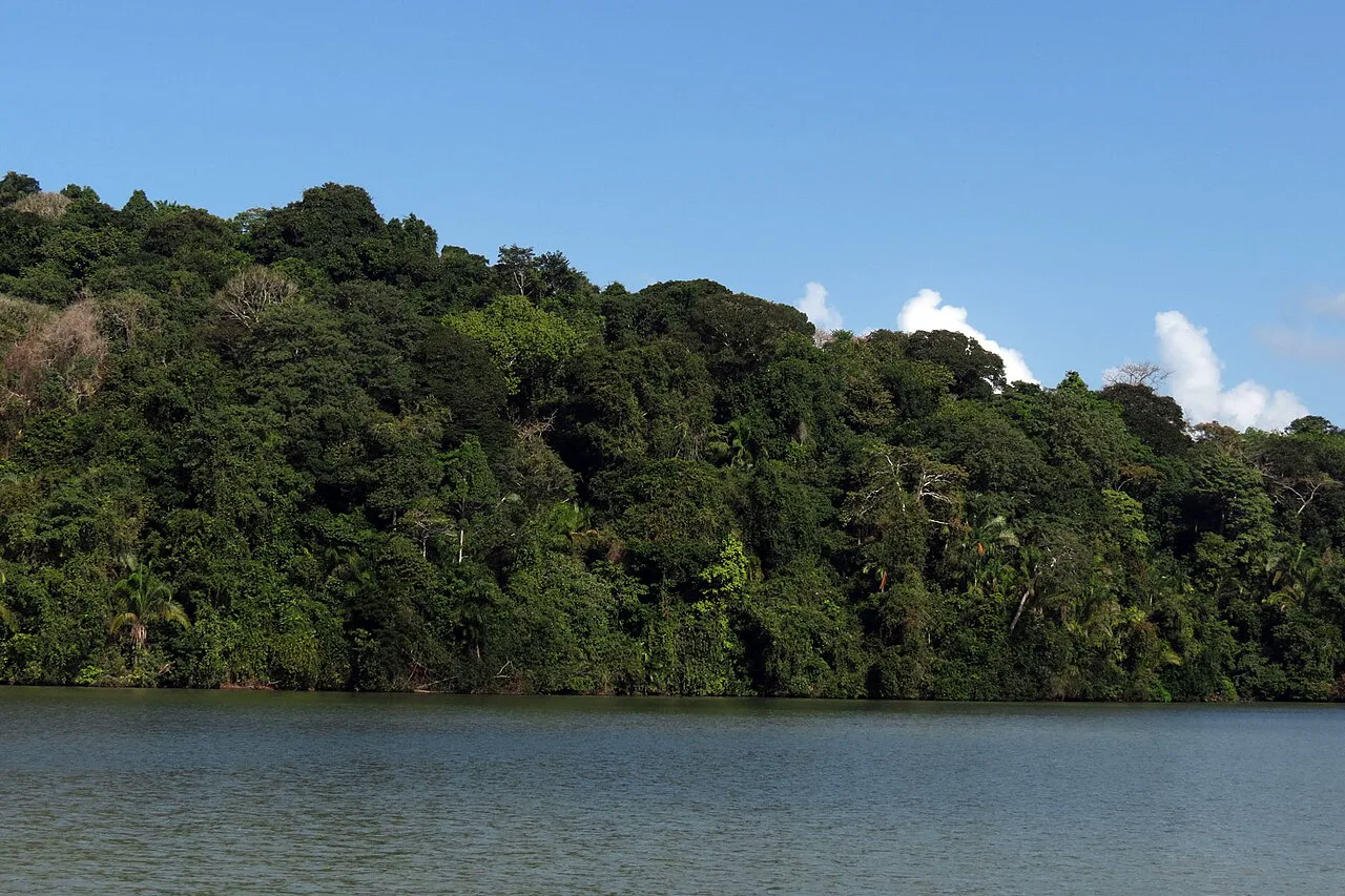 Barro Colorado Adası'nda orman içi, Panama