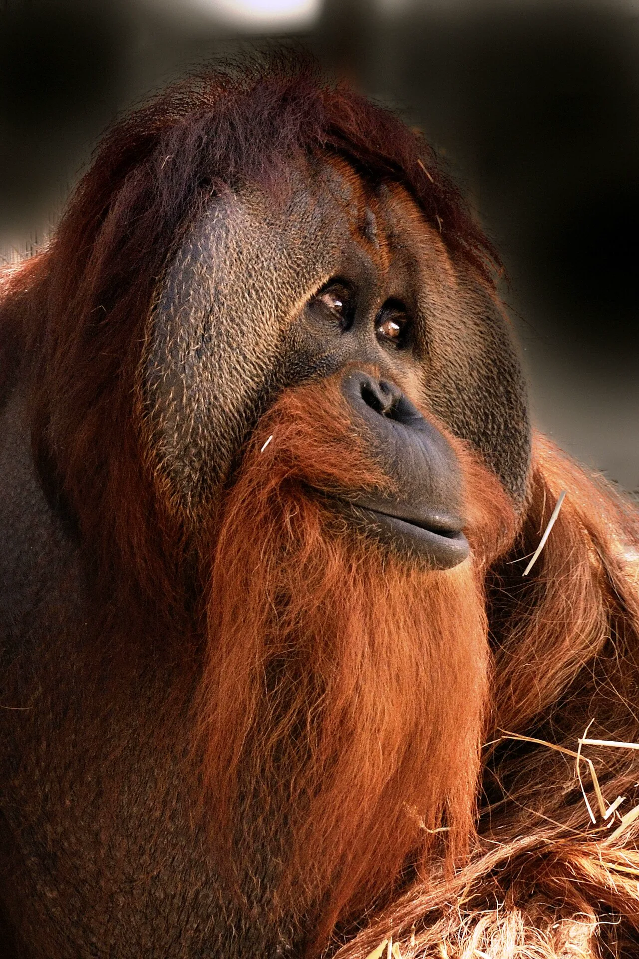 Indianapolis Hayvanat Bahçesi'nde yaşayan erkek orangutan Azy; çalışmanın bir bölümü bu bahçede yürütüldü