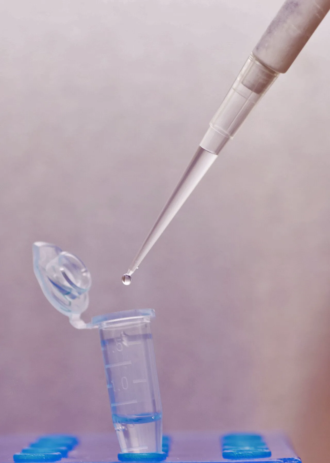 Mikrosantrifüj tüpüne pipetle sıvı aktarılıyor