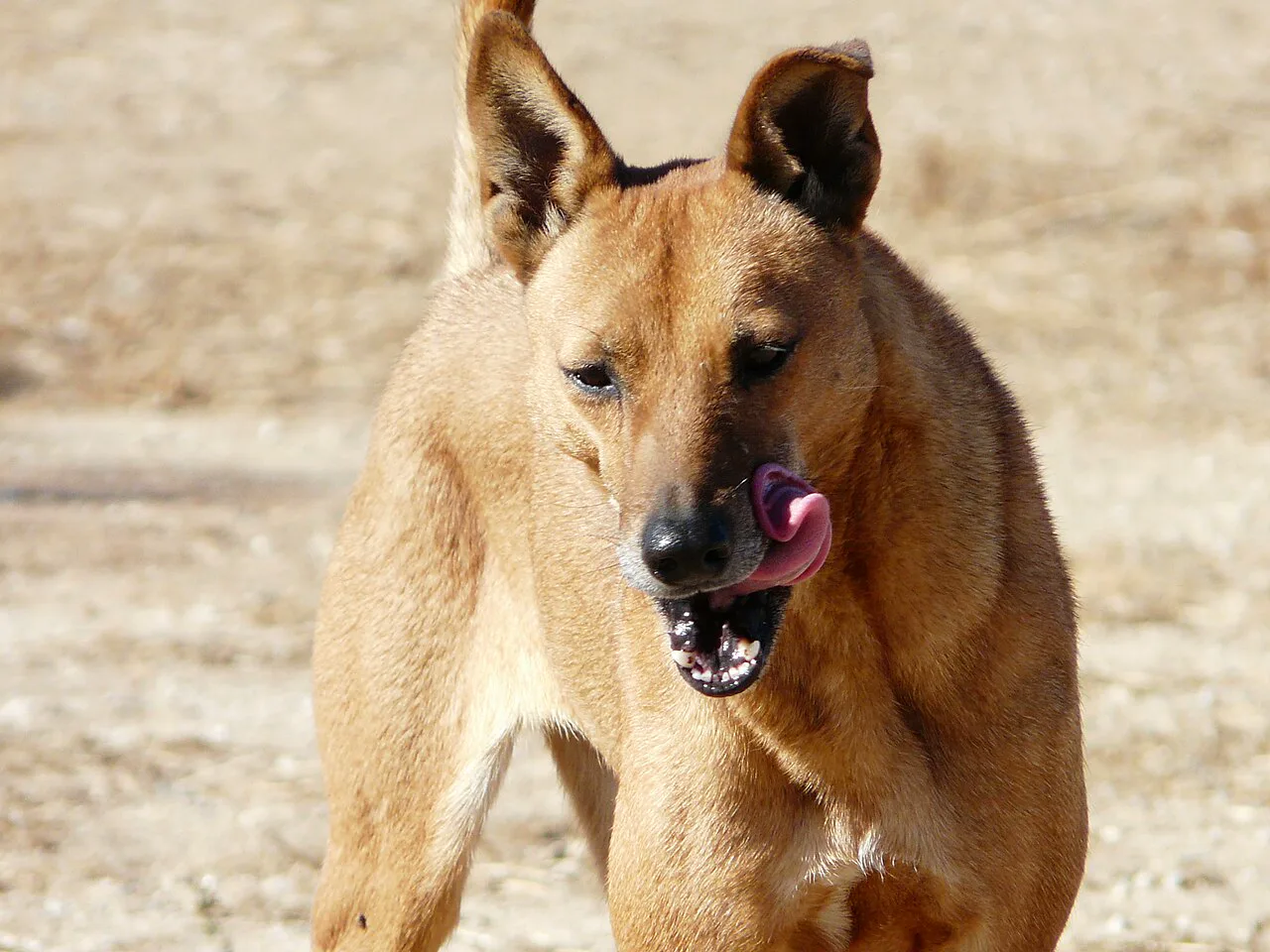 Güneydoğu Amerika'da serbest yaşayan Carolina köpeği; dik kulakları ve uzun burnuyla erken dönem tasvirlerindeki yerli köpeklere benziyor, kökeni ise tartışmalı