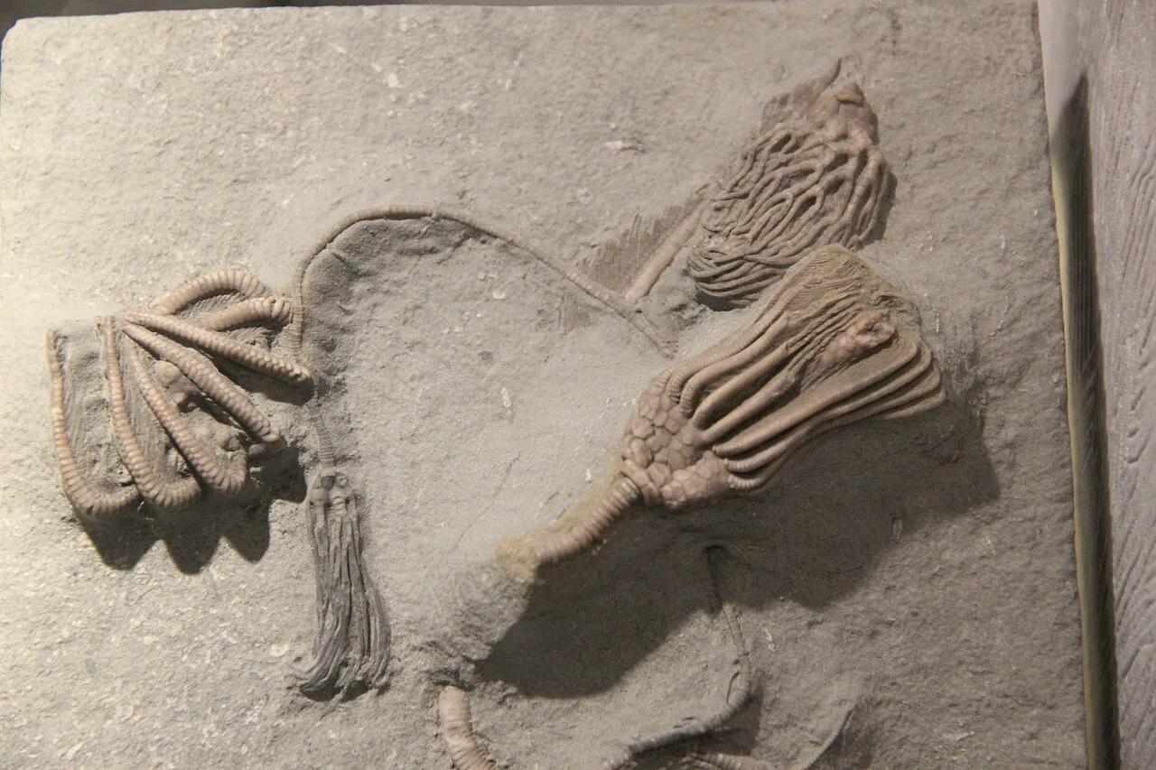 Taşlaşmış deniz zambakları, Henan Jeoloji Müzesi, Zhengzhou
