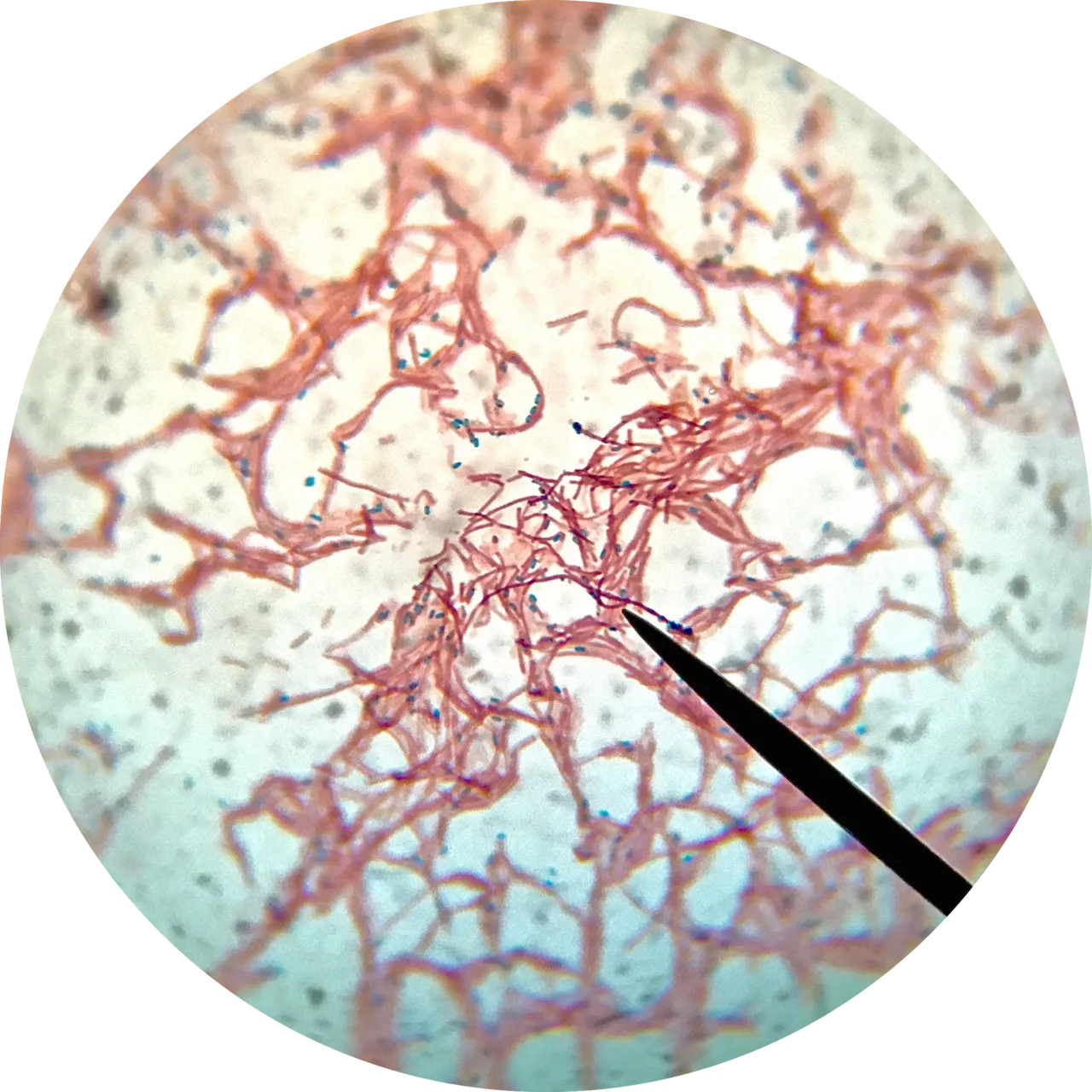 Isıl işlem ve malakit yeşili boyasıyla yeşile boyanmış Bacillus subtilis sporları, mikroskop altında