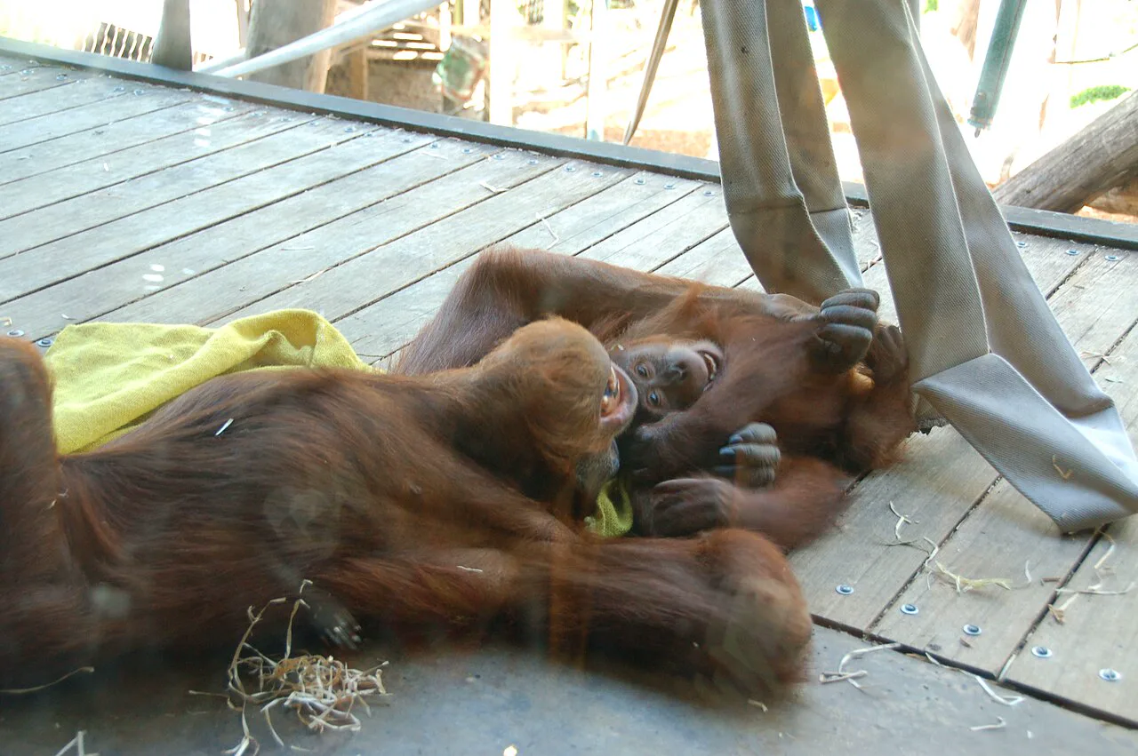 Kahkaha duyan orangutanlar aynı ödülü daha değerli buluyor