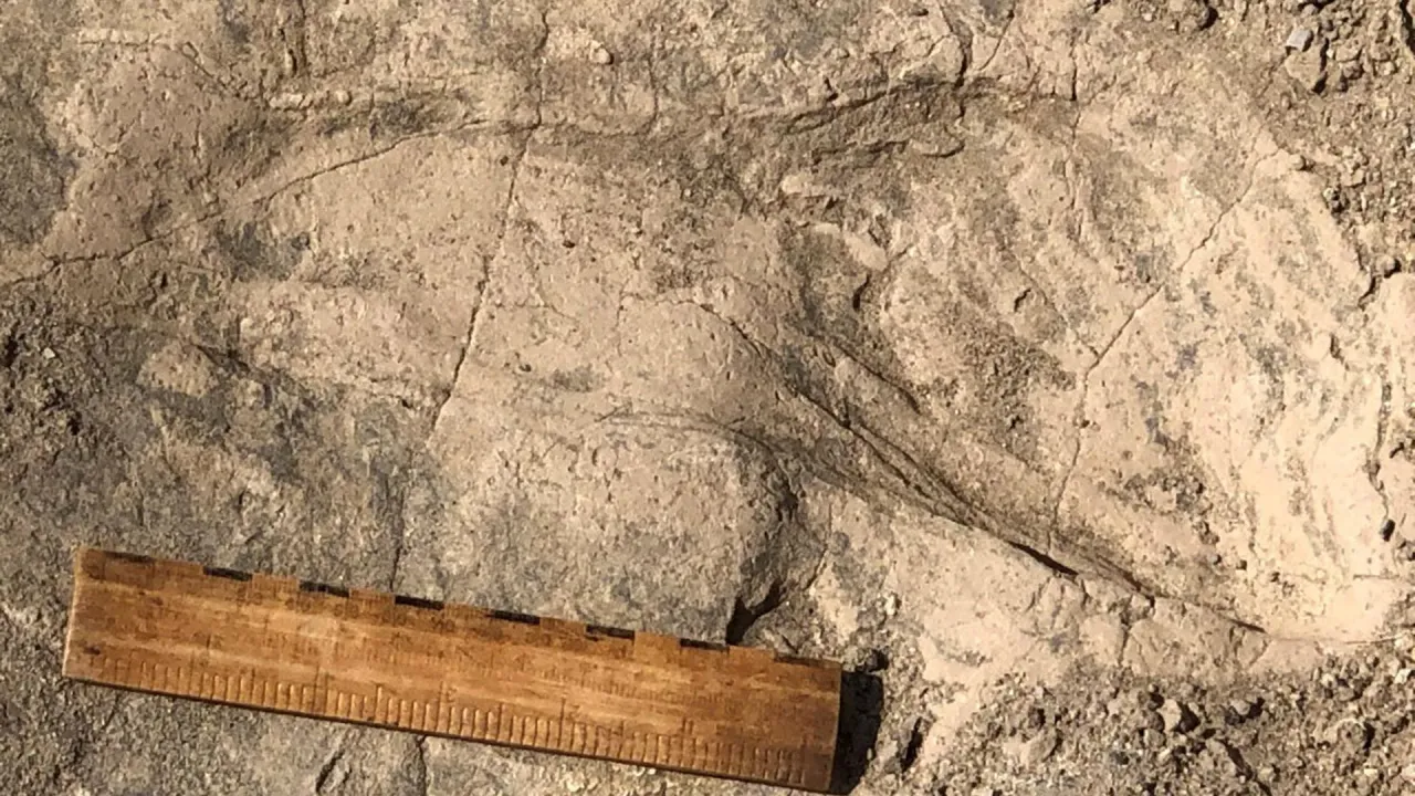 1,4 Milyon Yıllık Paranthropus Boisei Ayak İzleri, İnsan Benzeri Vücut Boyutları ve Karmaşık Sosyal Yapıyı Ortaya Çıkardı