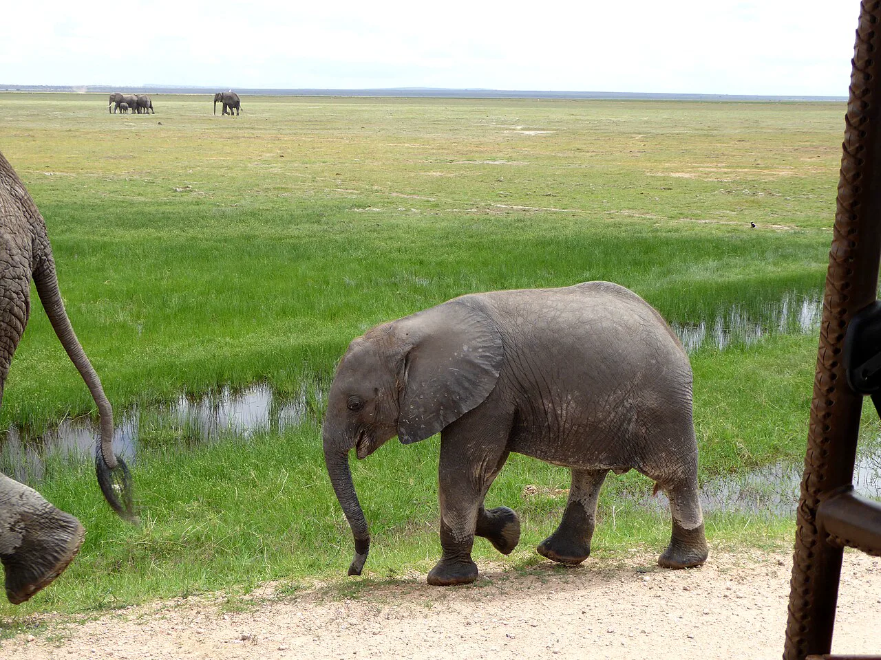 Amboseli'de bir yavru fil annesinin ardında yürüyor
