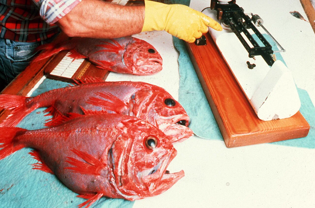 Patience Deniz Dağı'nı yılan balıklarıyla paylaşan orange roughy (Hoplostethus atlanticus)