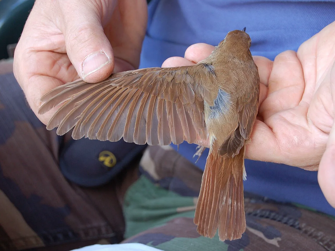 Bülbül (Luscinia megarhynchos), Avrupa'nın en karmaşık ötüşlü türlerinden biri