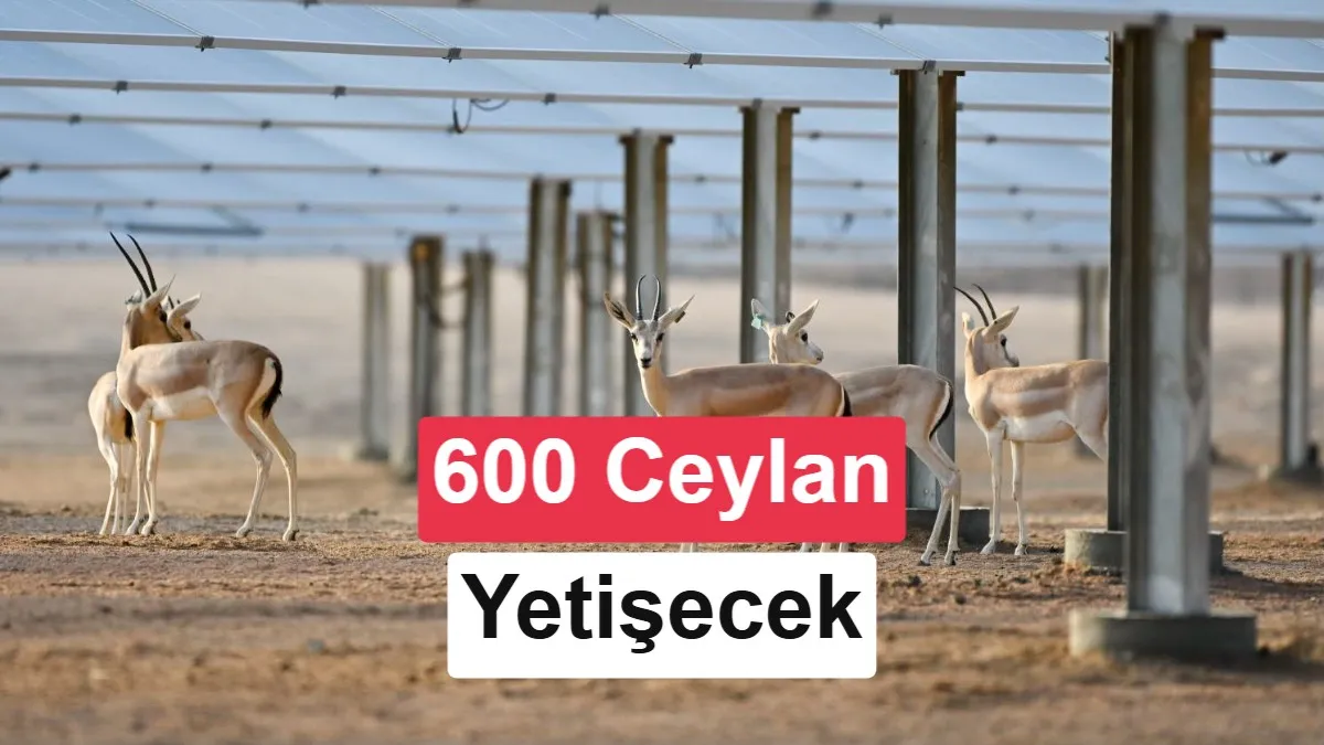 250 MW'lık Güneş Santrali, Nesli Tükenmekte Olan Ceylanların Yeni Yuvası Oldu: Suudi Arabistan'dan Çığır Açan Koruma Projesi