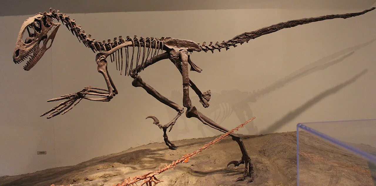 Fosil diş minesindeki karbon izi: Kıyı dinozorları deniz yosunu yemiş olabilir
