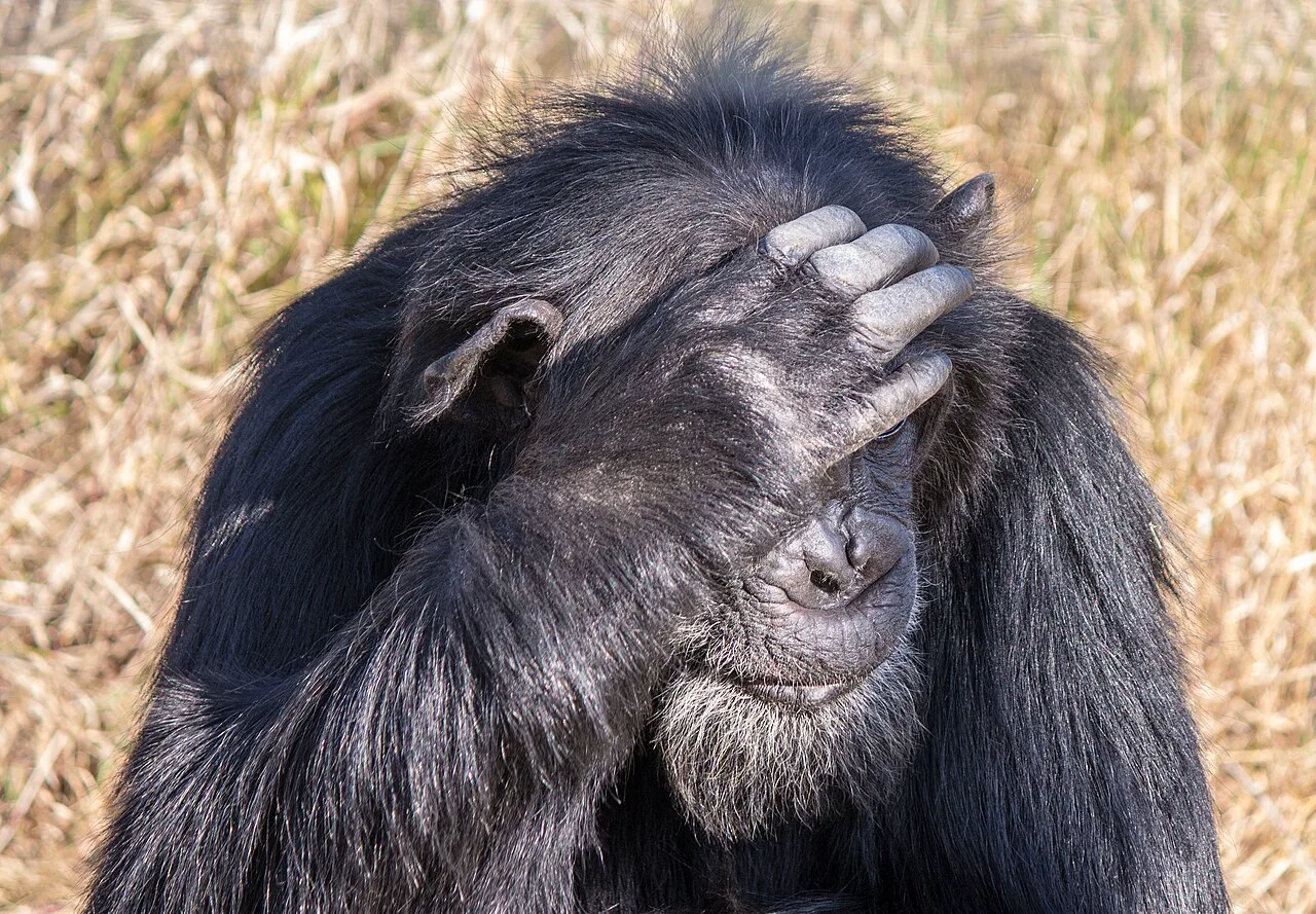 Kenya'daki Ol Pejeta Koruma Alanı'nda bir şempanze; doğu şempanzelerinde 140'tan fazla ayrı jest belgelendi