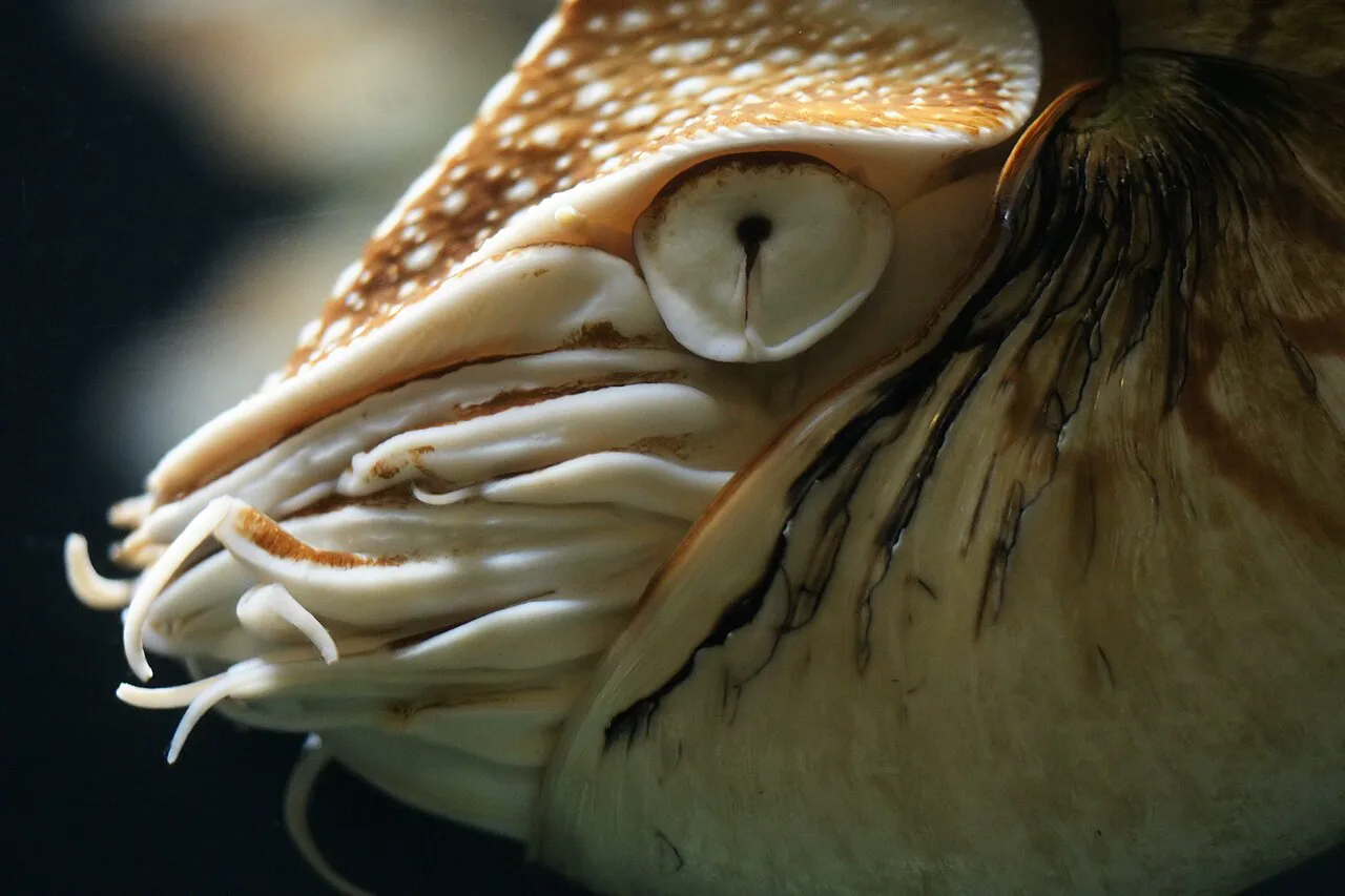 Nautilus pompilius; kromozom karıştırması yaşamamış kafadanbacaklı soyu, çalışmada karşılaştırma noktası olarak kullanıldı