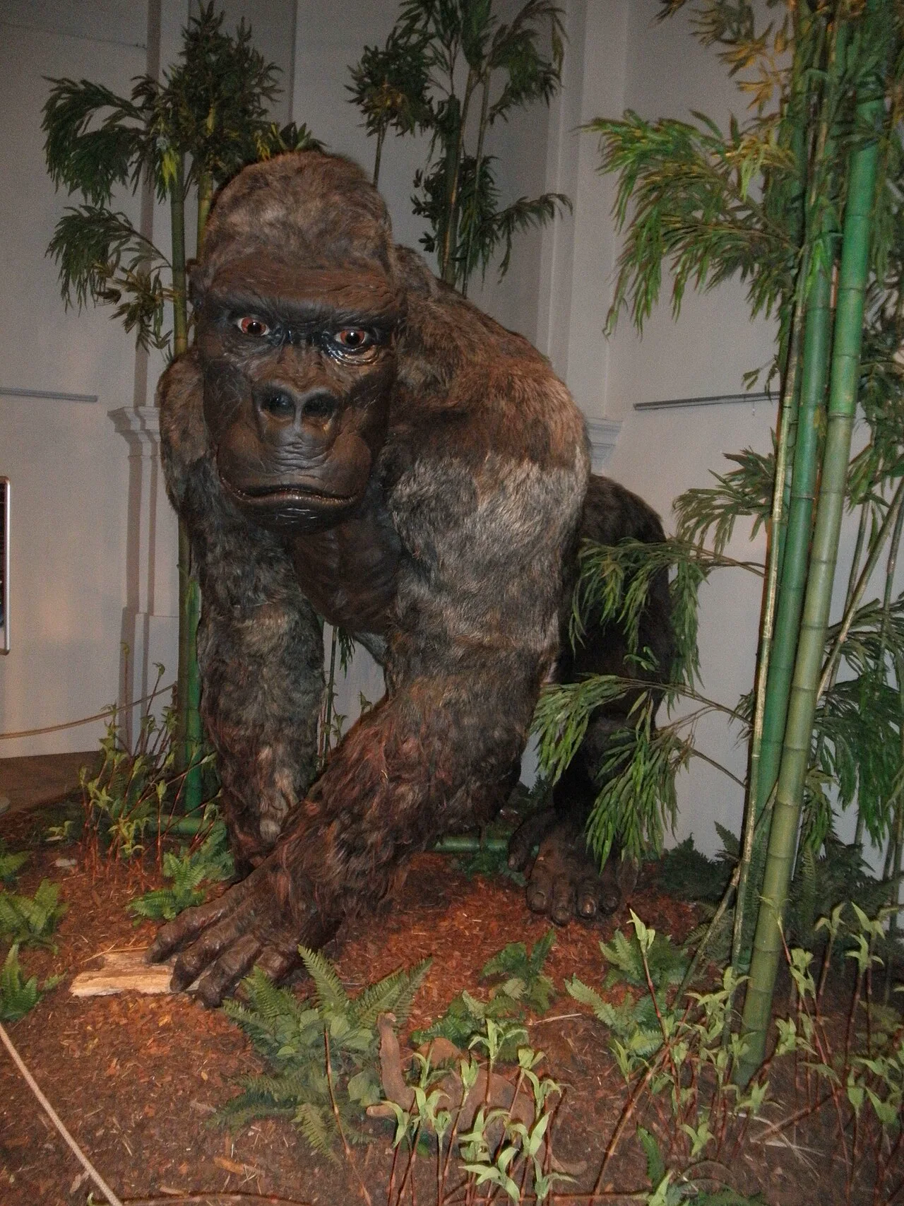 İnsan ataları dev maymun Gigantopithecus ile karşılaştı mı, ne oldu?