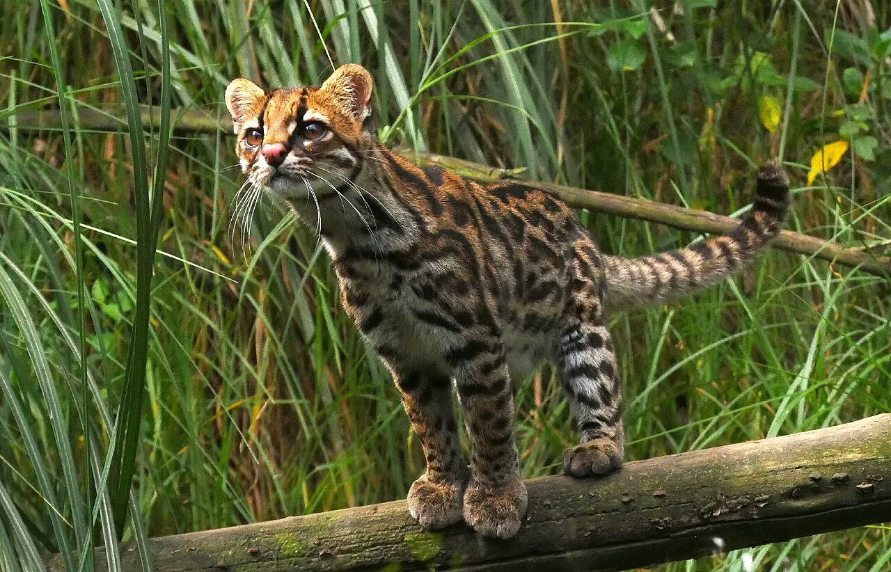 Bulut kaplan kedisi Leopardus pardinoides