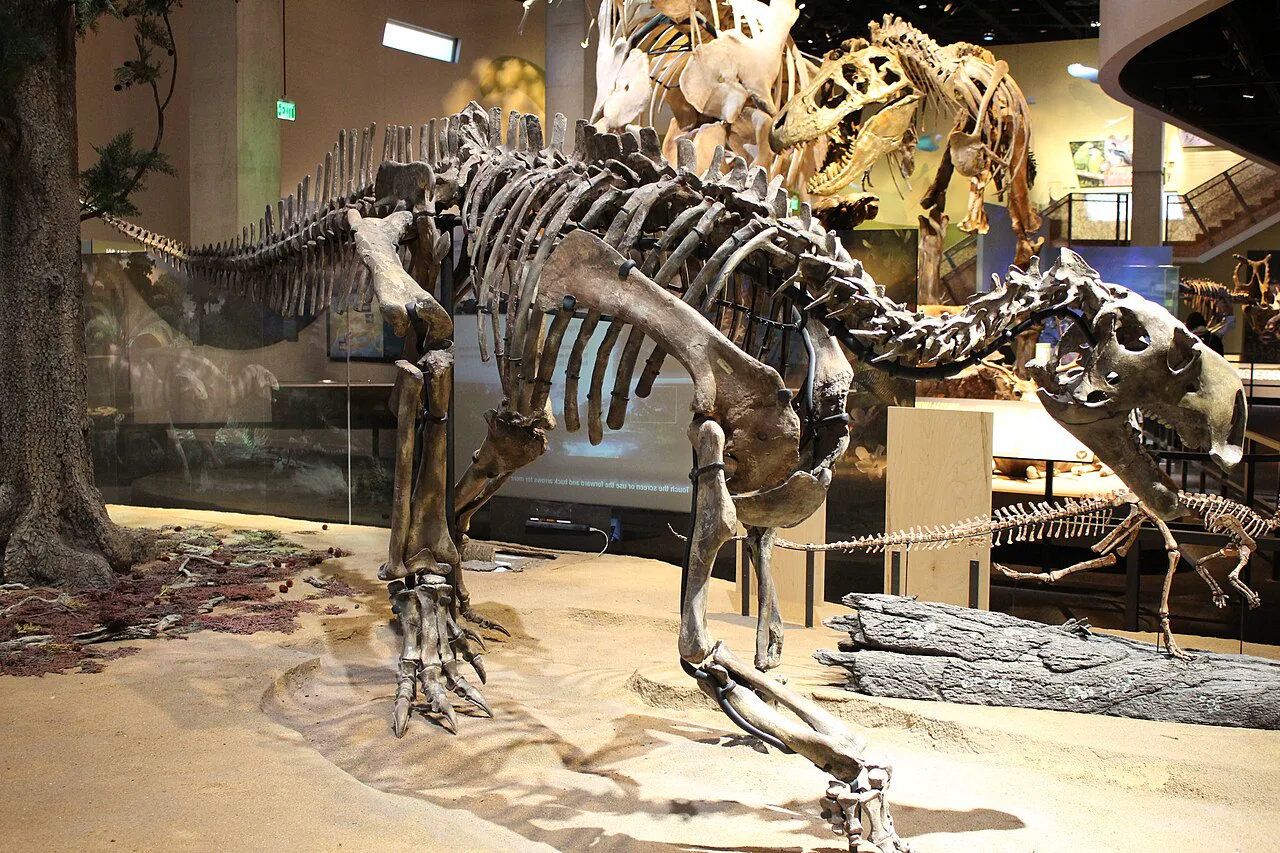 Cloverly Formasyonu'ndan çıkarılmış Tenontosaurus iskeletinin kurgusu; bu tür kıyıda yaşarken bile deniz kaynaklı beslenme izi taşımıyor