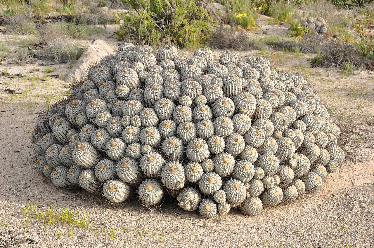 Atacama'da çiçeklenme döneminde Copiapoa dealbata kaktüsü, Carrizal Bajo