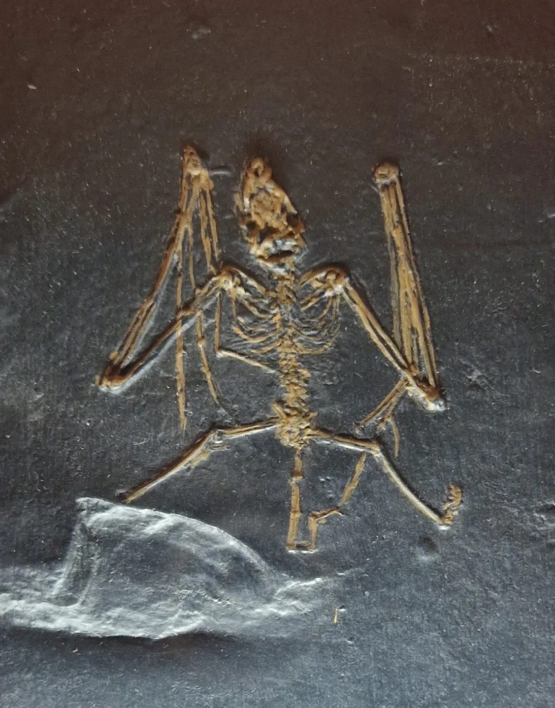 Messel'de bulunan Eosen dönemine ait Palaeochiropteryx tupaiodon iskeleti